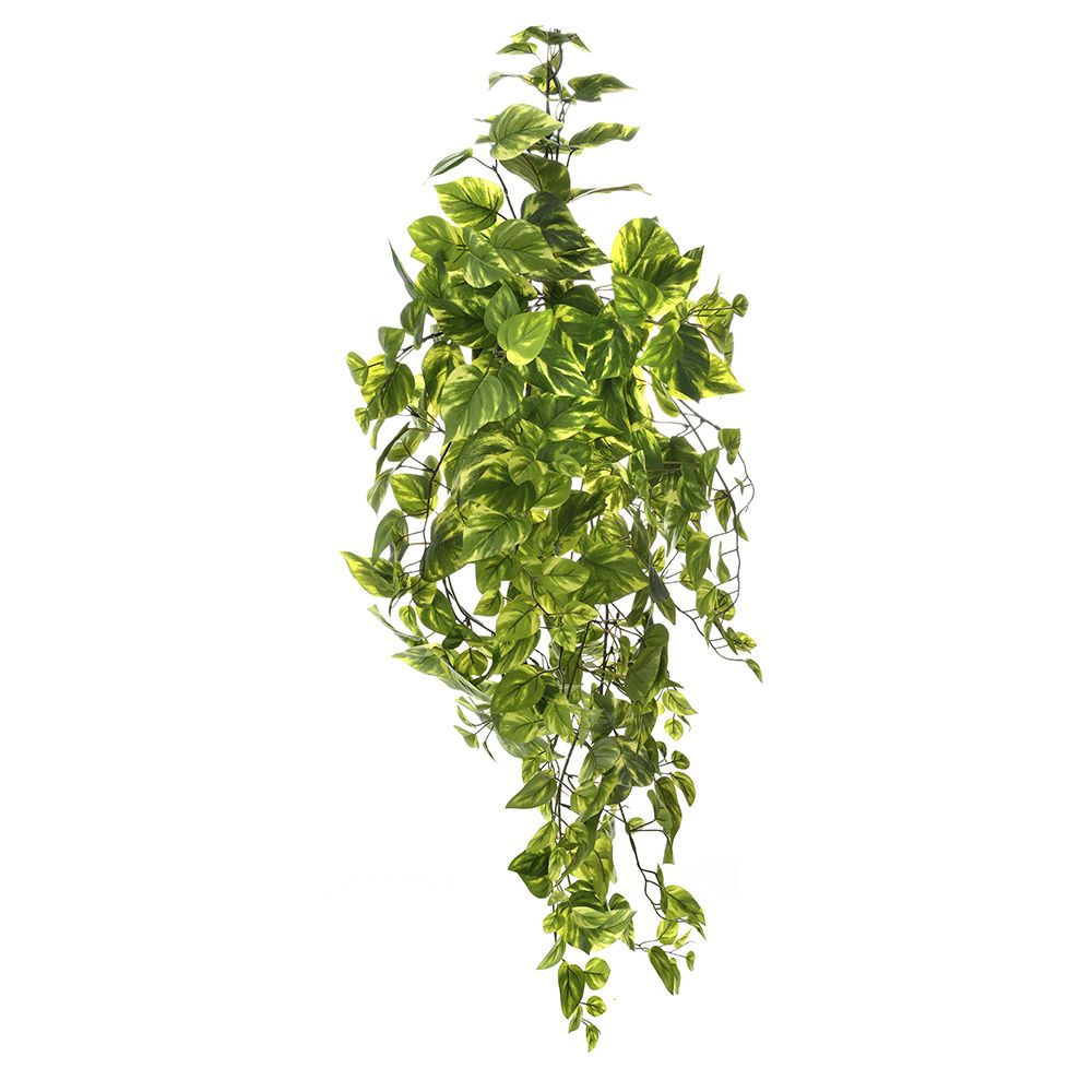 77865 ΚΡΕΜΑΣΤΗ ΡΙΖΑ ΠΟΘΟΣ 100ΕΚ. ΜΕ 388 ΦΥΛΛΑ