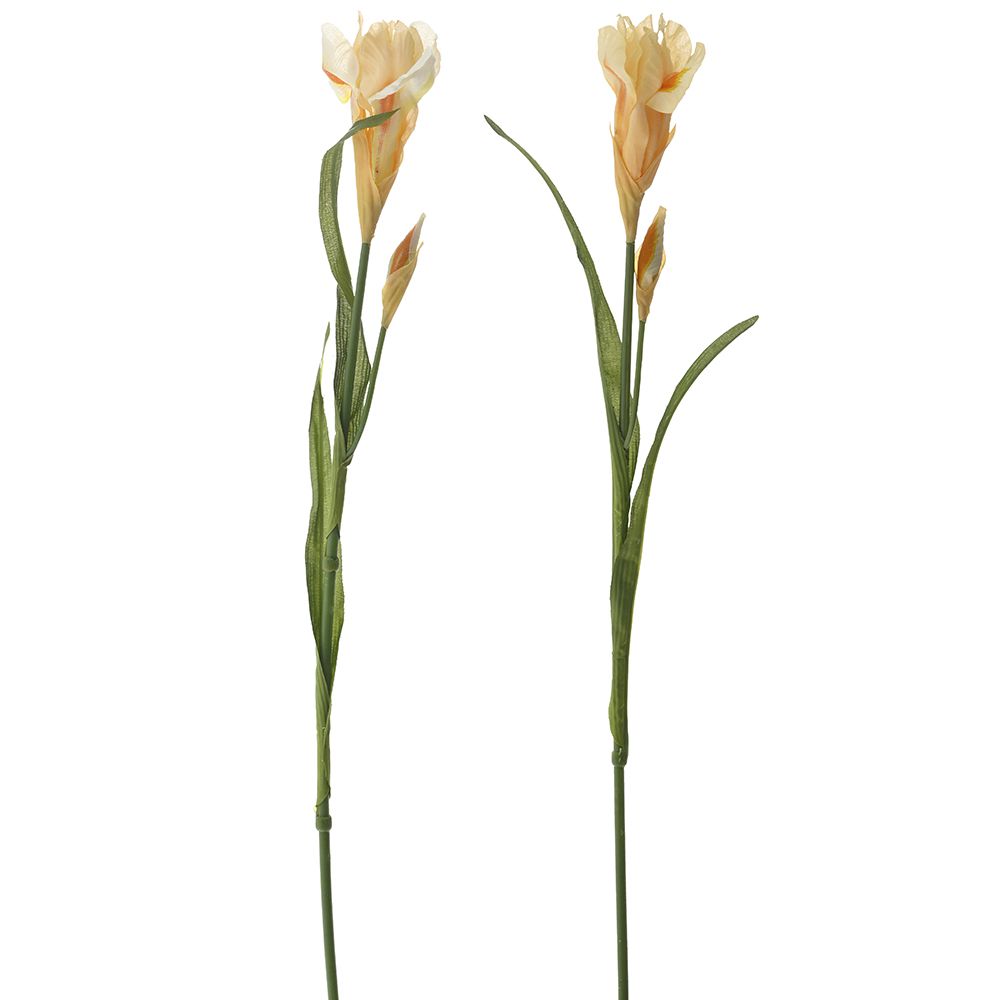 78375 ΚΛΑΔΙ ΜΙΚΡΗ ΙΡΙΔΑ 60ΕΚ 2 ΧΡΩΜΑΤΑ