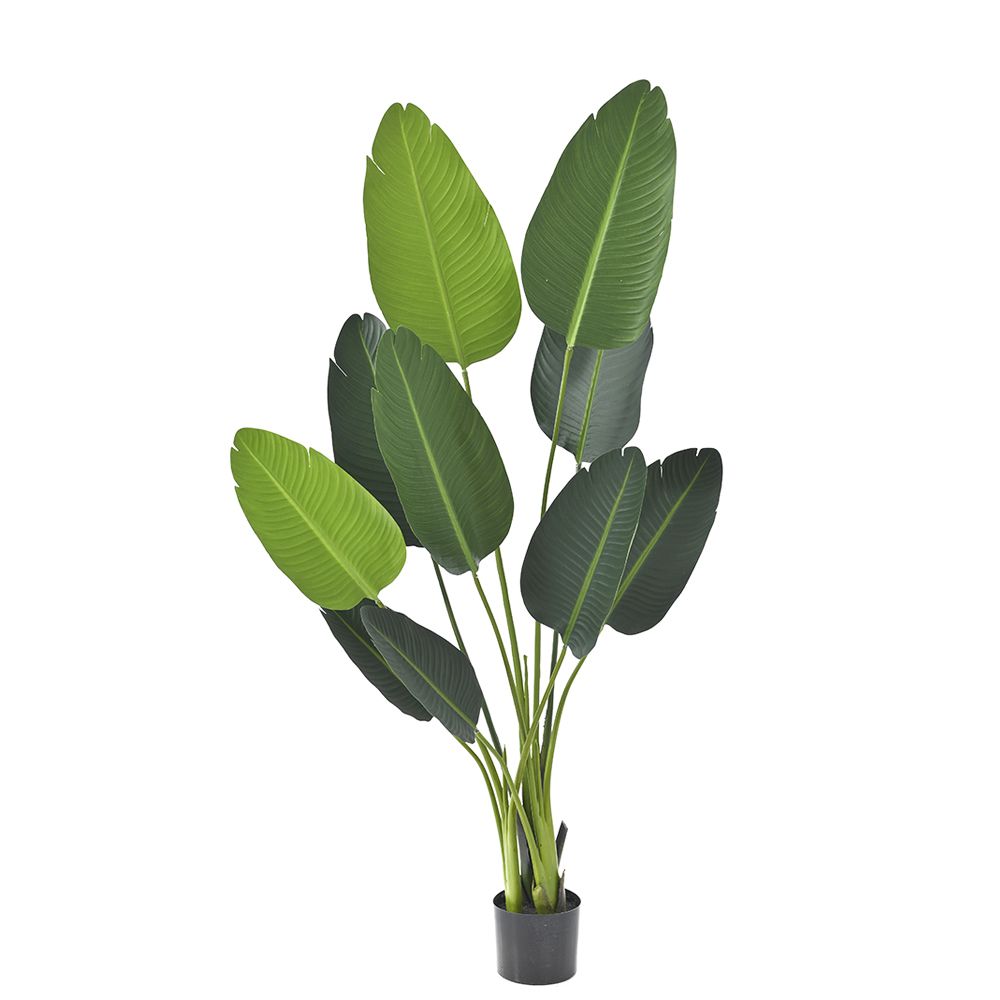 80889 ΦΥΤΟ ΜΠΑΝΑΝΙΑ 150ΕΚ.ΜΕ 10 ΦΥΛΛΑ ΣΕ ΠΛΑΣΤΙΚΗ ΓΛΑΣΤΡΑ (15Χ13ΕΚ)