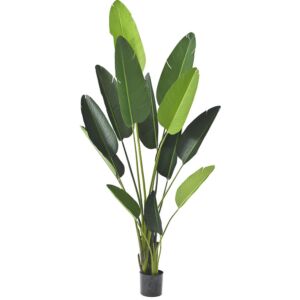 ΦΥΤΟ ΜΠΑΝΑΝΙΑ 235ΕΚ.ΜΕ 13 ΦΥΛΛΑ ΣΕ ΠΛΑΣΤΙΚΗ ΓΛΑΣΤΡΑ (18Χ18ΕΚ)