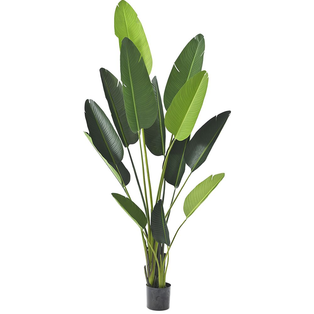 80891 ΦΥΤΟ ΜΠΑΝΑΝΙΑ 235ΕΚ.ΜΕ 13 ΦΥΛΛΑ ΣΕ ΠΛΑΣΤΙΚΗ ΓΛΑΣΤΡΑ (18Χ18ΕΚ)