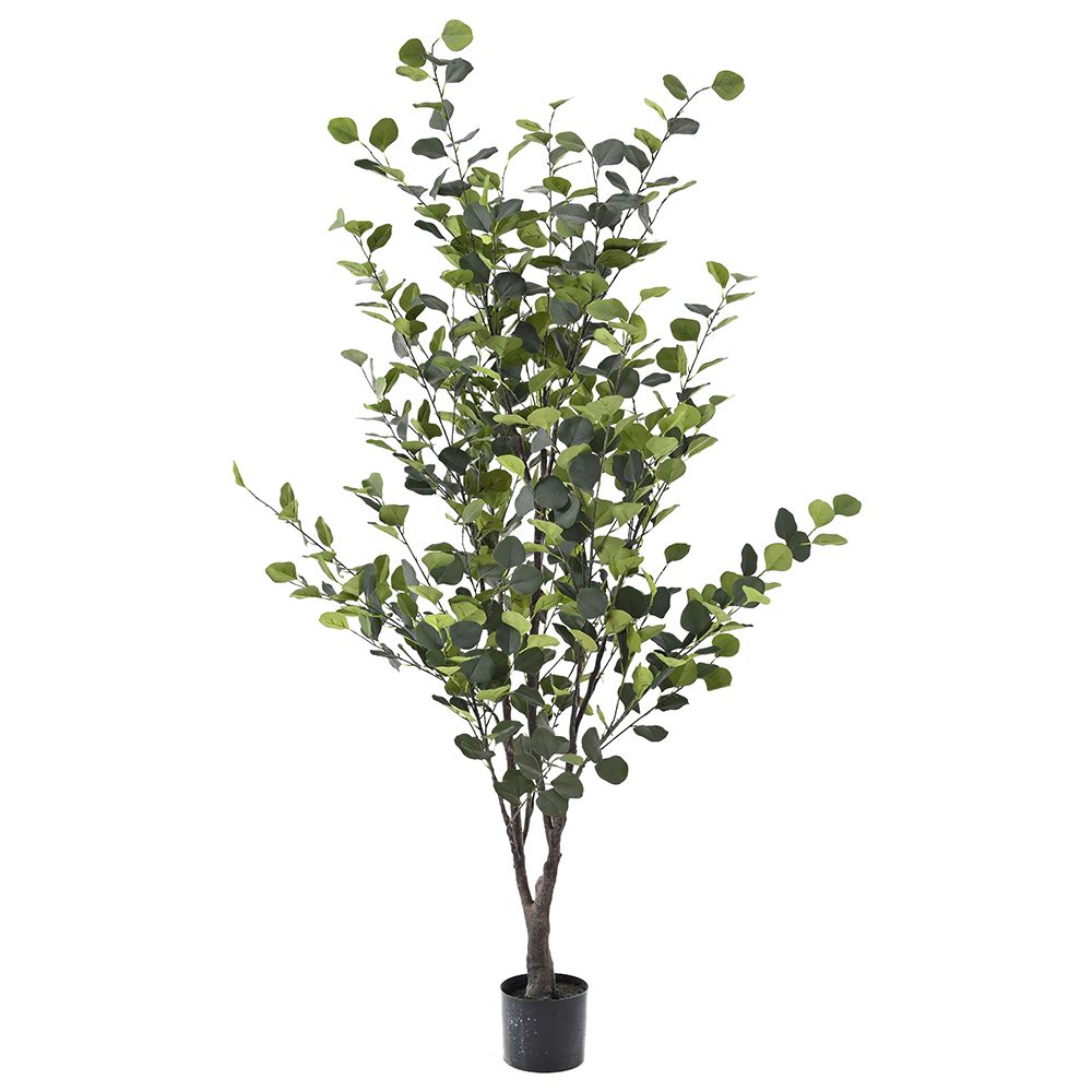 80900 ΦΥΤΟ ΕΥΚΑΛΥΠΤΟΣ 180ΕΚ ΣΕ ΓΛΑΣΤΡΑ (15Χ13ΕΚ)