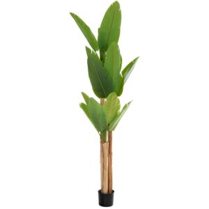 ΦΥΤΟ ΜΠΑΝΑΝΙΑ 260ΕΚ. Χ3 ΜΕ 23 ΦΥΛΛΑ ΣΕ ΜΑΥΡΗ ΠΛΑΣΤΙΚΗ ΓΛΑΣΤΡΑ