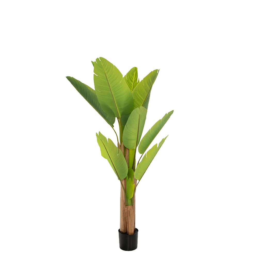 85113 ΦΥΤΟ ΜΠΑΝΑΝΙΑ 160ΕΚ.Χ3 ΜΕ 13 ΦΥΛΛΑ ΣΕ ΜΑΥΡΗ ΠΛΑΣΤΙΚΗ ΓΛΑΣΤΡΑ (Φ15Χ17ΕΚ)