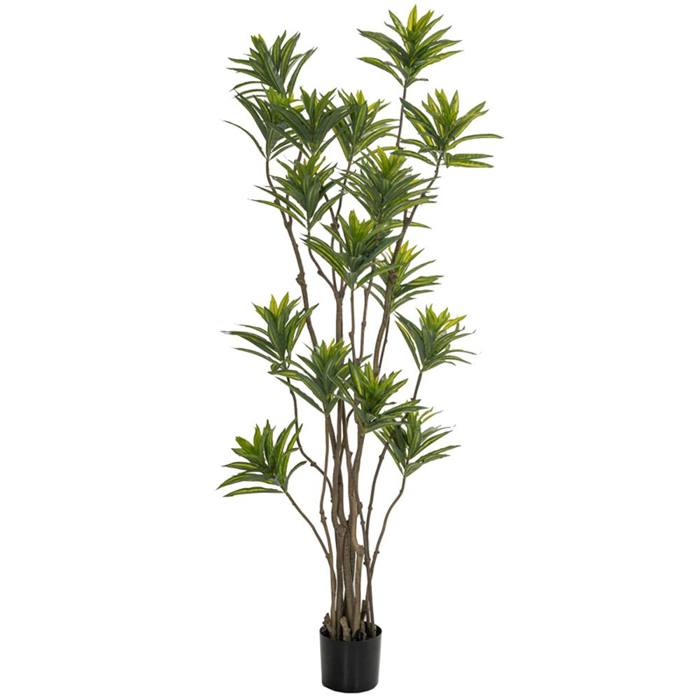 85117 ΦΥΤΟ BAMBOO 180ΕΚ.ΣΕ ΜΑΥΡΗ ΠΛΑΣΤΙΚΗ ΓΛΑΣΤΡΑ (ΔΙΑΜΕΤΡΟΣ 65ΕΚ.) ΠΕΡΙΠΟΥ