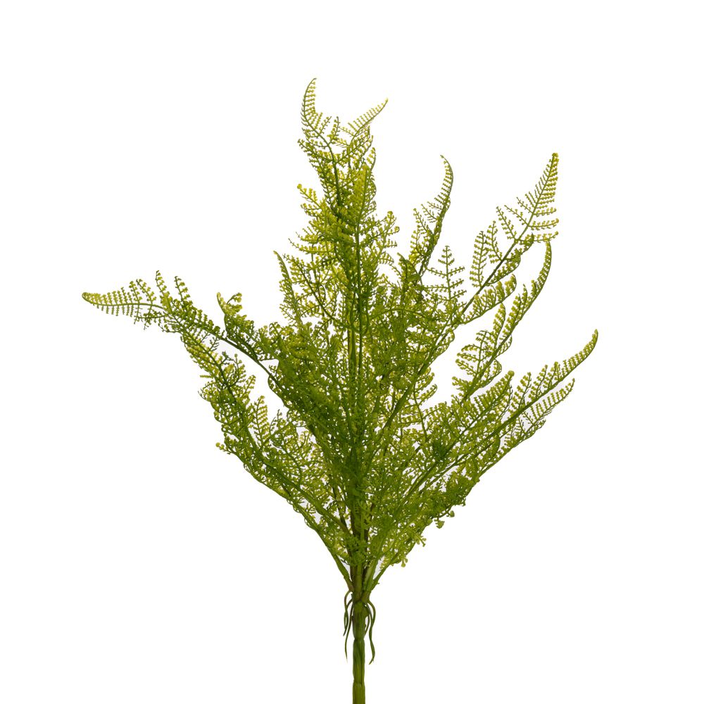 85391 ΠΡΑΣΙΝΗ ΦΤΕΡΗ 55ΕΚ ΡΙΖΑ