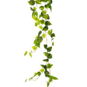 ΓΙΡΛΑΝΤΑ ΠΡΑΣΙΝΟΣ ΚΙΣΣΟΣ 2ΜΕΤΡΑ ΜΕ ΠΑΡΑΚΛΑΔΙΑ