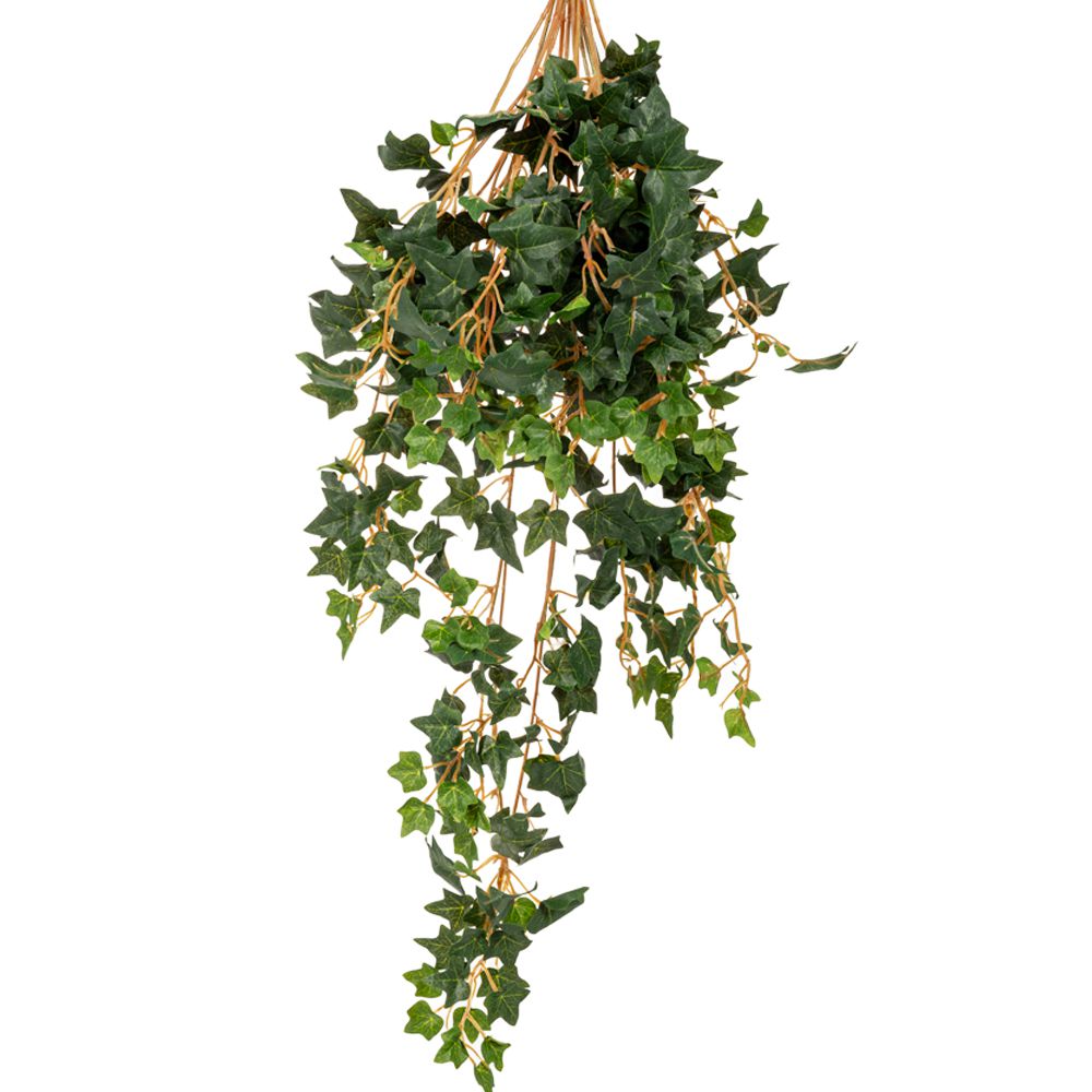 86069 ΚΙΣΣΟΣ ΠΡΑΣΙΝΟΣ ΚΡΕΜΑΣΤΗ ΠΡΑΣΙΝΑΔΑ 70ΕΚ ΜΕ ΜΙΚΡΑ ΦΥΛΛΑ