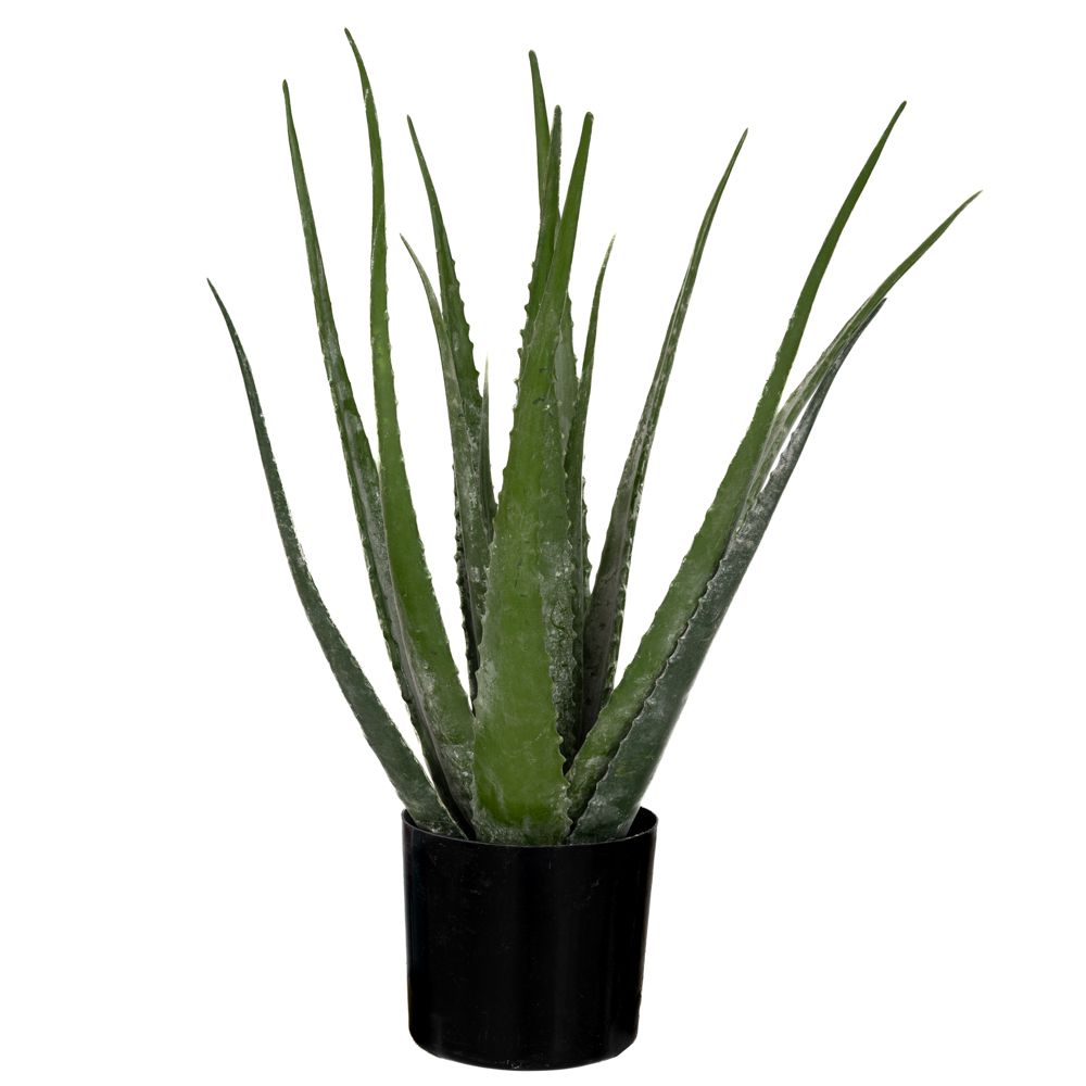 89785 ΦΥΤΟ ΑΛΟΗ ΜΕ 18 ΦΥΛΛΑ 50EK ΣΕ ΠΛΑΣΤΙΚΟ ΚΑΣΠΩ Φ12.5Χ11.5ΕΚ