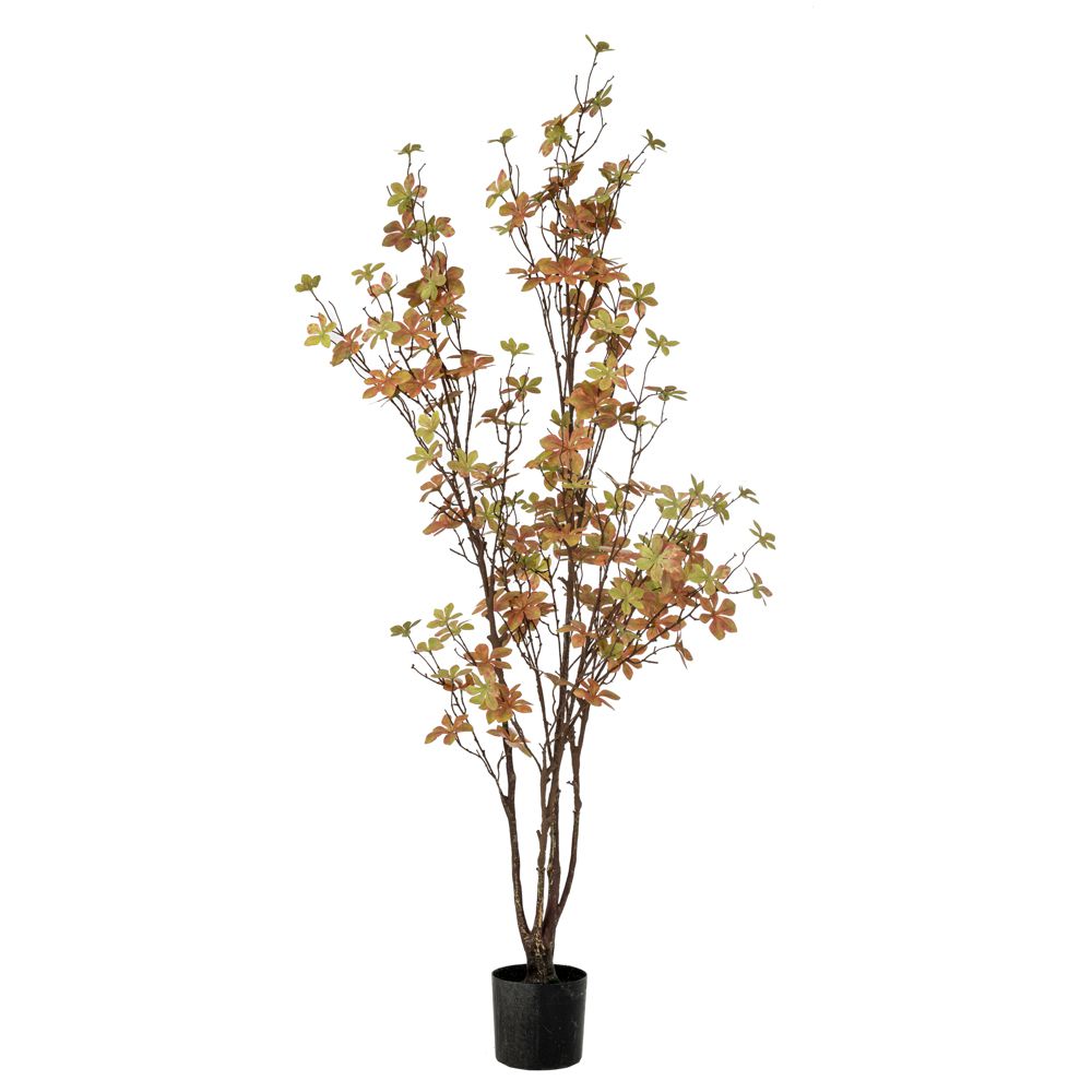 89786 ΦΥΤΟ ENKIANTHUS ΜΕ 150 ΦΥΛΛΑ 120ΕΚ ΣΕ ΠΛΑΣΤΙΚΟ ΚΑΣΠΩ Φ12.5Χ11.5ΕΚ