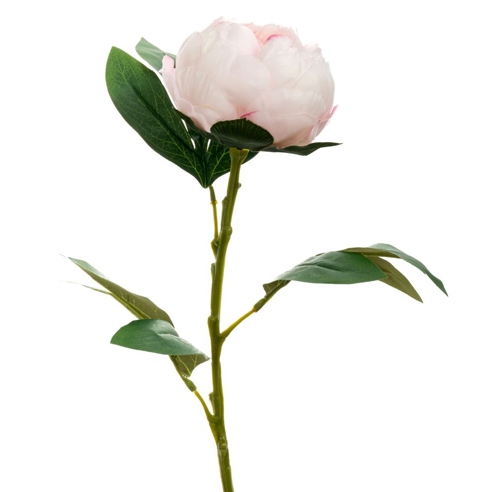 89811 ΡΟΖ ΠΑΙΩΝΙΑ ΚΛΑΔΙ 66ΕΚ