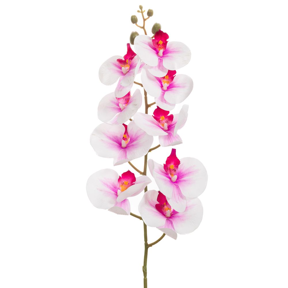 89845 ΛΕΥΚΟ-ΛΙΛΑ ΟΡΧΙΔΕΑ ΚΛΑΔΙ 90ΕΚ
