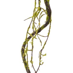 ΚΛΑΔΙ ΚΛΗΜΑΤΣΙΔΑ ΜΕ ΒΡΥΑ 130ΕΚ