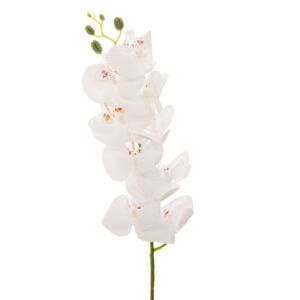 ΛΕΥΚΗ ΟΡΧΙΔΕΑ ΚΛΑΔΙ 95ΕΚ