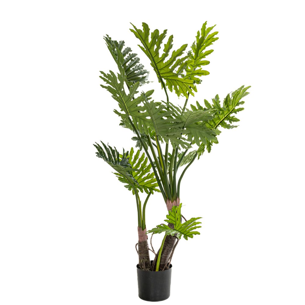 85116 ΦΥΤΟ ΦΥΛΛΟΔΕΝΤΡΟ 160ΕΚ. Χ2 ΣΕ ΜΑΥΡΗ ΠΛΑΣΤΙΚΗ ΓΛΑΣΤΡΑ (Φ18Χ20ΕΚ) Χ2 ΔΙΑΜΕΤΡΟΣ 80ΕΚ.